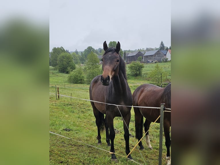 Hanovrien Jument 3 Ans 158 cm Bai in Oelsnitz