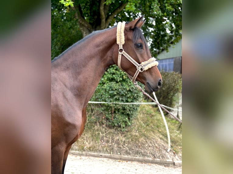 Hanovrien Jument 3 Ans 158 cm Bai in Hanerau-Hademarschen