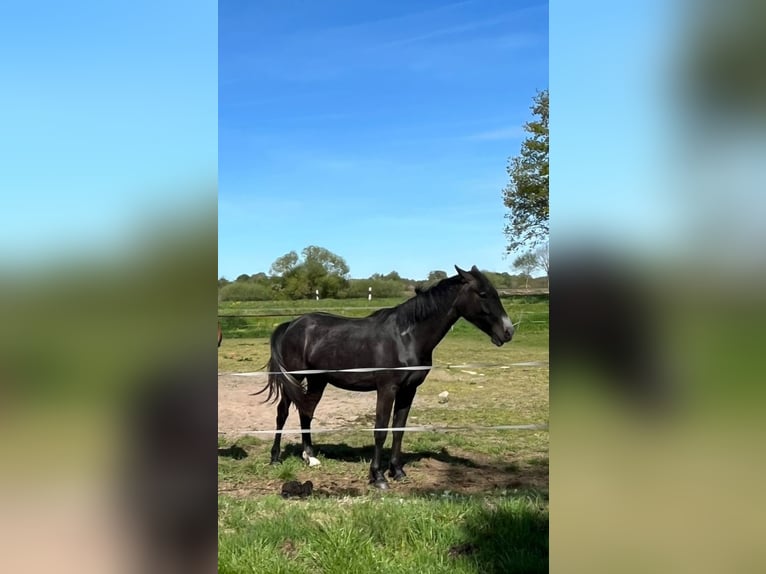 Hanovrien Jument 3 Ans 158 cm Peut devenir gris in Gnarrenburg