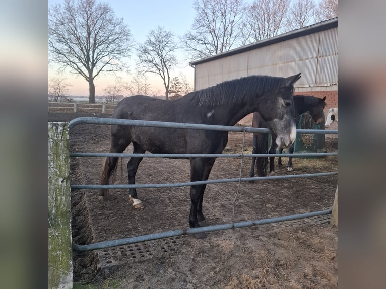 Hanovrien Jument 3 Ans 158 cm Peut devenir gris in Gnarrenburg