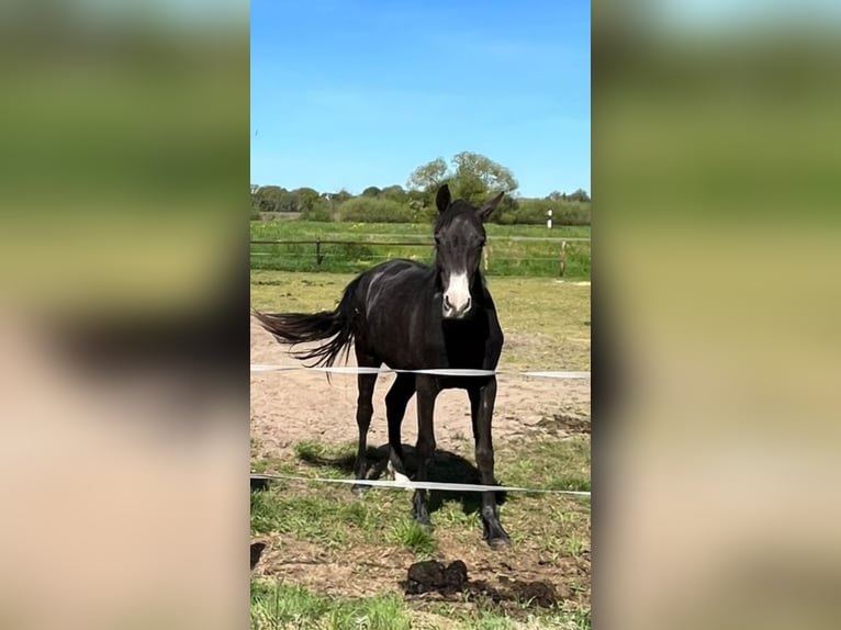 Hanovrien Jument 3 Ans 158 cm Peut devenir gris in Gnarrenburg