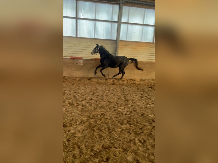 Hanovrien Jument 3 Ans 158 cm Peut devenir gris in Gnarrenburg