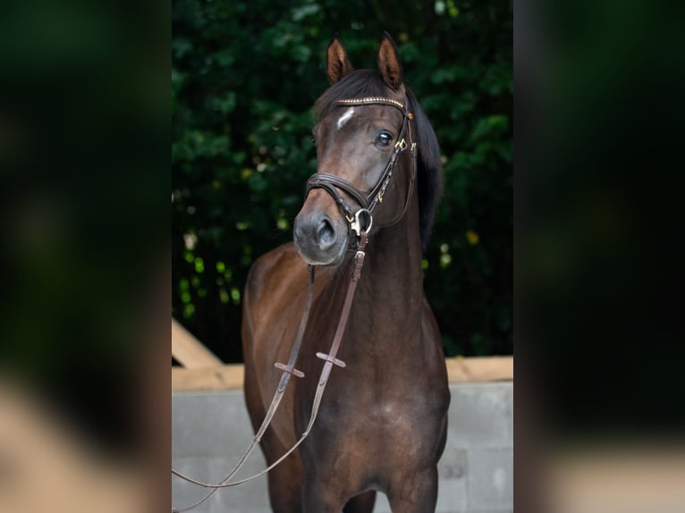 Hanovrien Jument 3 Ans 160 cm Bai brun in Grebin