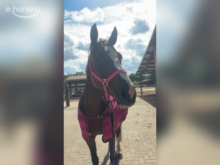 Hanovrien Jument 3 Ans 160 cm Bai in Bremerhaven
