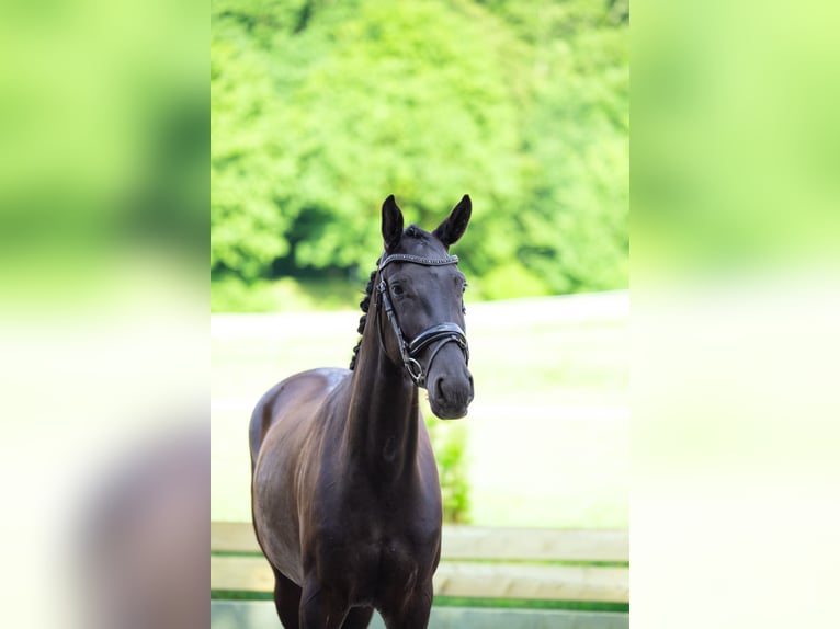 Hanovrien Jument 3 Ans 160 cm Noir in Kirchnüchel