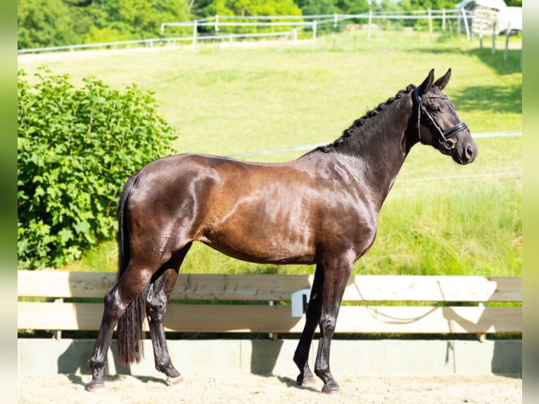 Hanovrien Jument 3 Ans 160 cm Noir in Kirchnüchel