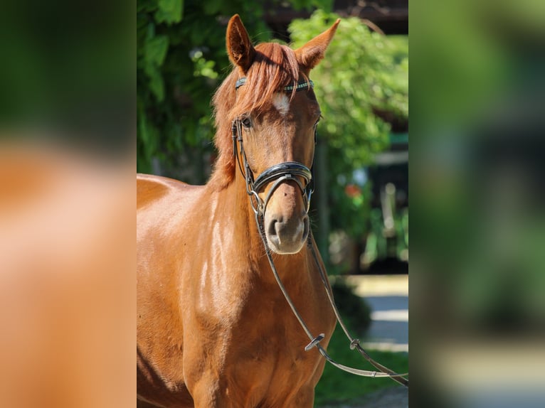 Hanovrien Jument 3 Ans 162 cm Alezan brûlé in Hilden