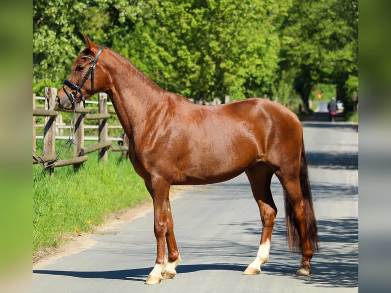 Hanovrien Jument 3 Ans 162 cm Alezan brûlé in Hilden