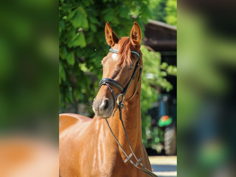Hanovrien Jument 3 Ans 162 cm Alezan brûlé in Hilden