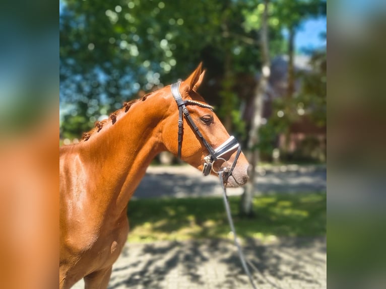 Hanovrien Jument 3 Ans 162 cm Alezan in Fredenbeck