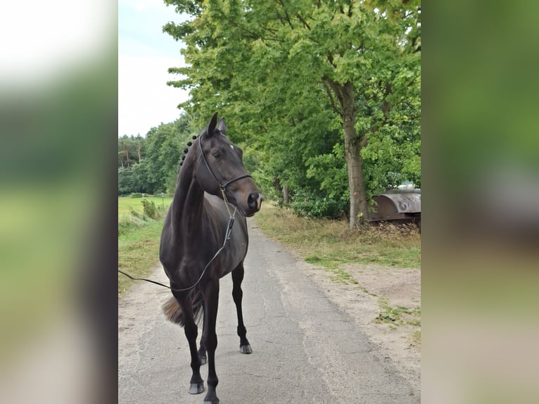 Hanovrien Croisé Jument 3 Ans 162 cm Bai brun foncé in Schneverdingen