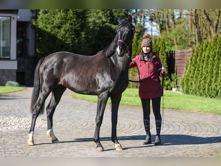 Hanovrien Jument 3 Ans 162 cm Noir in Chwarstnica