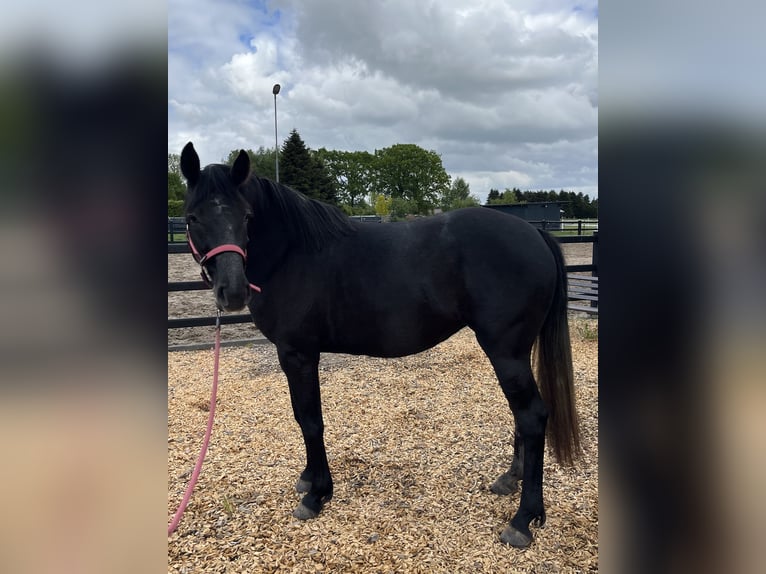 Hanovrien Jument 3 Ans 162 cm Peut devenir gris in Ostrhauderfehn