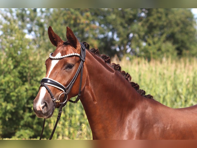 Hanovrien Jument 3 Ans 163 cm Alezan brûlé in Ree&#xDF;um