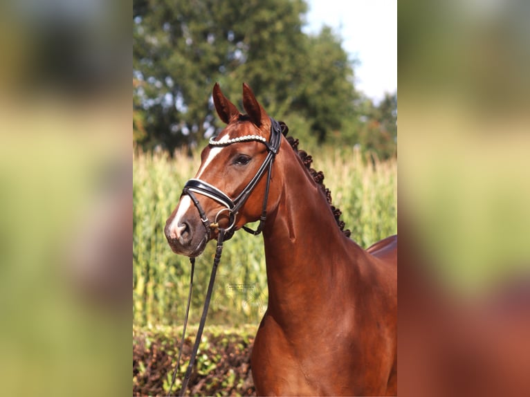 Hanovrien Jument 3 Ans 163 cm Alezan brûlé in Ree&#xDF;um