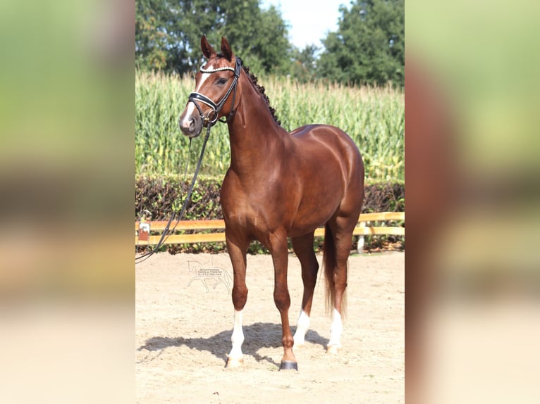 Hanovrien Jument 3 Ans 163 cm Alezan brûlé in Ree&#xDF;um