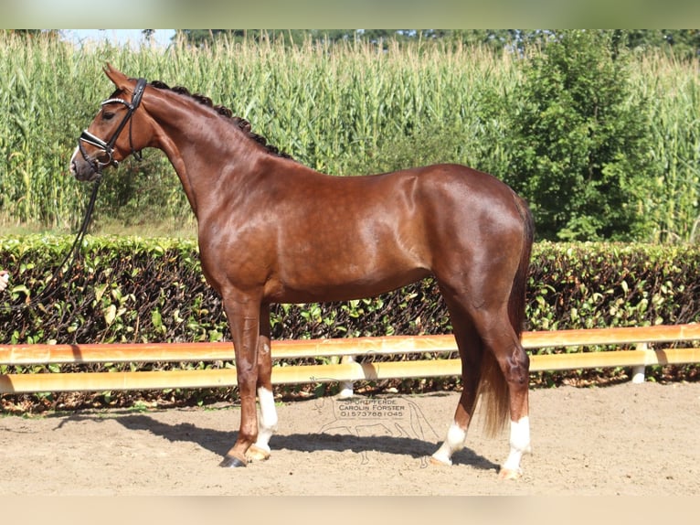 Hanovrien Jument 3 Ans 163 cm Alezan brûlé in Ree&#xDF;um