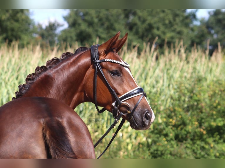 Hanovrien Jument 3 Ans 163 cm Alezan brûlé in Ree&#xDF;um
