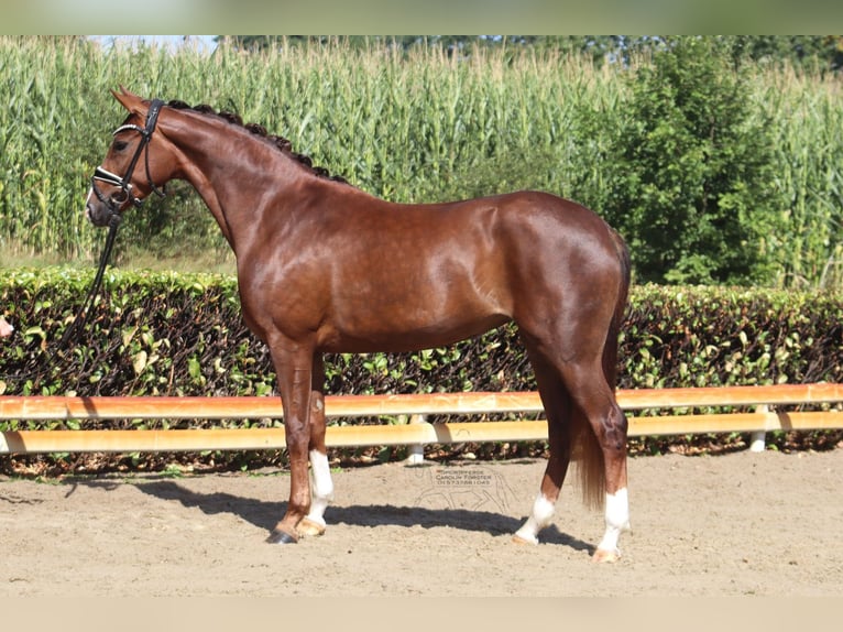 Hanovrien Jument 3 Ans 163 cm Alezan brûlé in Ree&#xDF;um