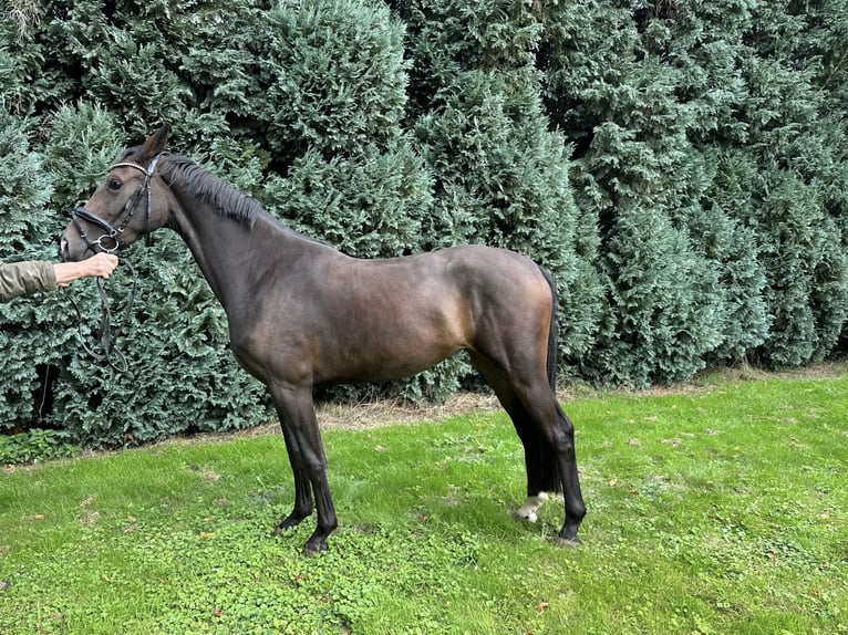 Hanovrien Jument 3 Ans 163 cm Bai brun in Erkelenz