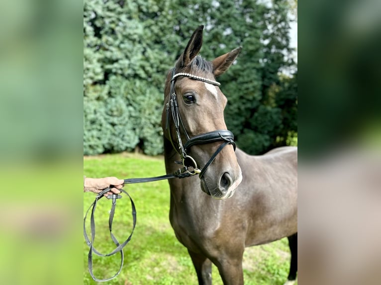 Hanovrien Jument 3 Ans 163 cm Bai brun in Erkelenz