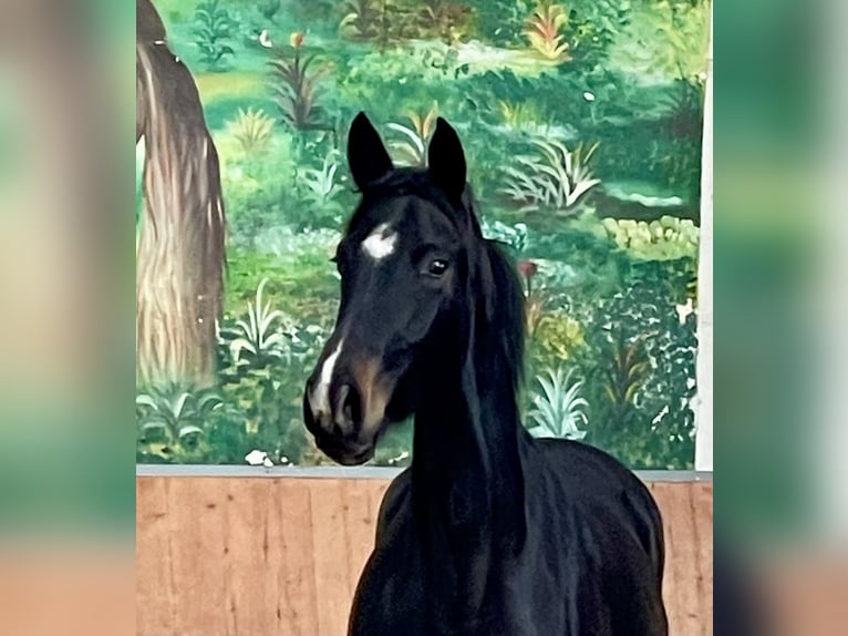 Hanovrien Jument 3 Ans 163 cm Bai brun in Rees