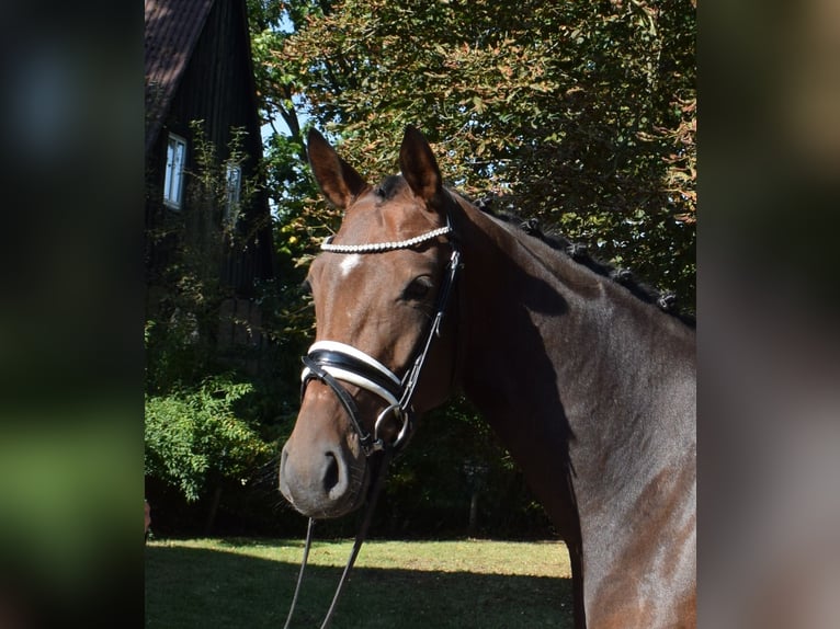 Hanovrien Jument 3 Ans 163 cm Bai in Fredenbeck