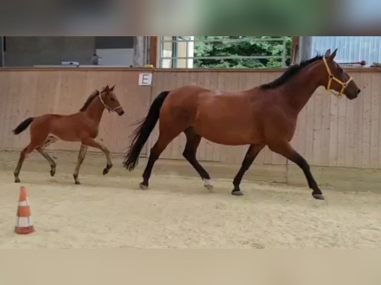 Hanovrien Jument 3 Ans 163 cm Bai in K&#xFC;rten