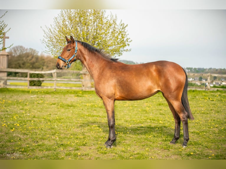 Hanovrien Jument 3 Ans 163 cm Bai in K&#xFC;rten