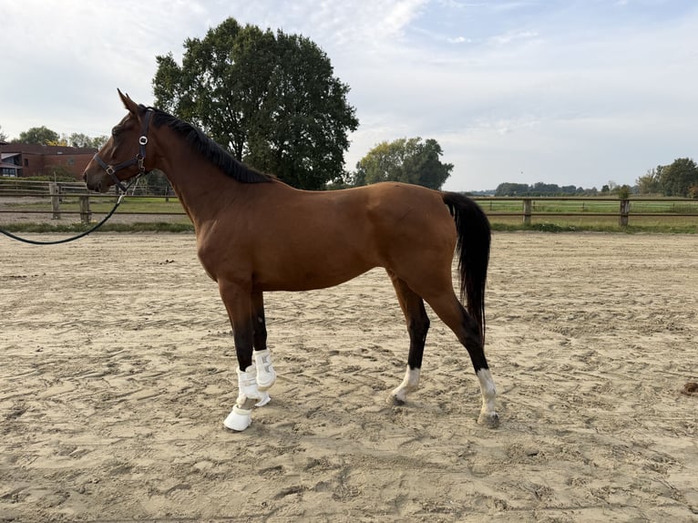 Hanovrien Jument 3 Ans 163 cm Bai in Tiddische