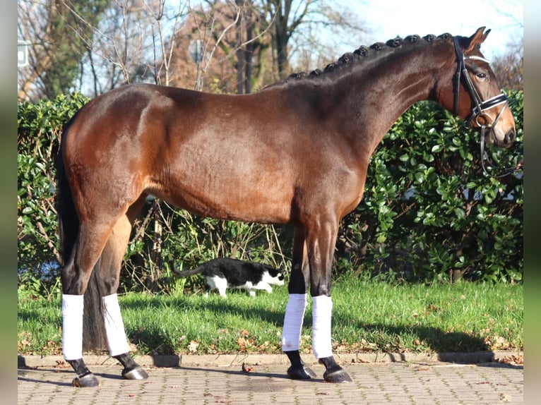 Hanovrien Jument 3 Ans 163 cm Bai in Selsingen