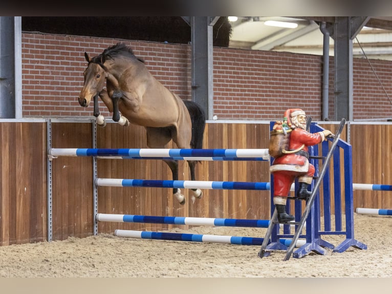 Hanovrien Jument 3 Ans 163 cm Bai in 3990