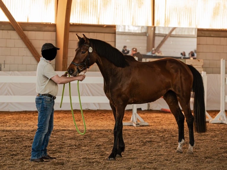 Hanovrien Jument 3 Ans 163 cm Bai in Fehrbellin