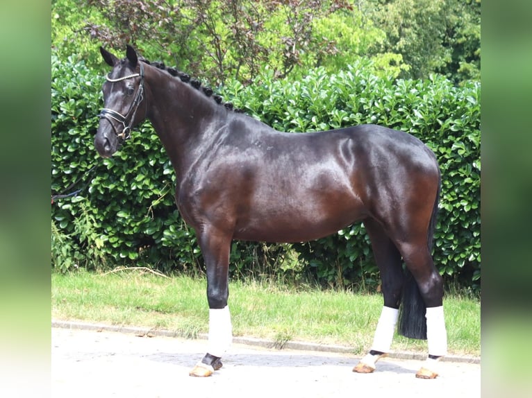Hanovrien Jument 3 Ans 163 cm Noir in Selsingen