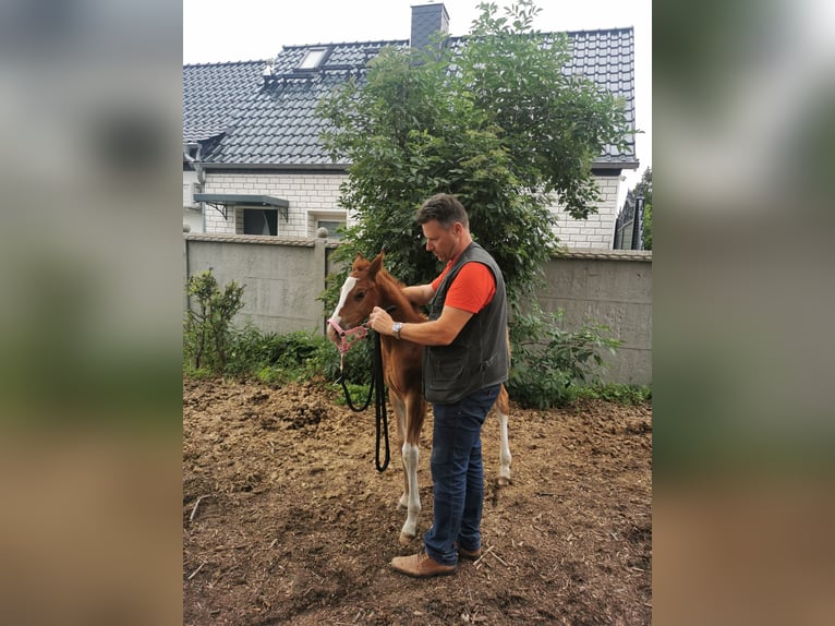 Hanovrien Jument 3 Ans 164 cm Alezan in Förderstedt