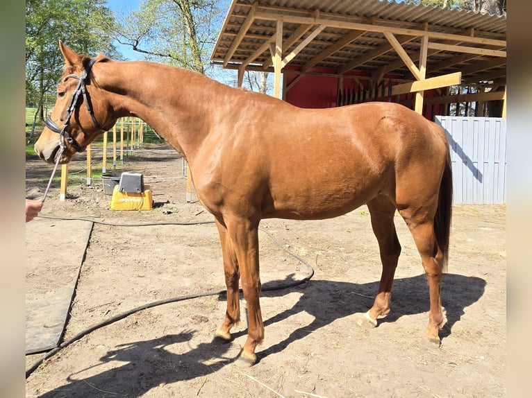 Hanovrien Jument 3 Ans 164 cm Alezan in Bremervörde