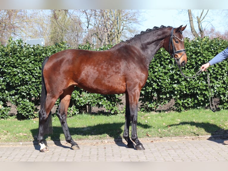 Hanovrien Jument 3 Ans 164 cm Bai in Selsingen