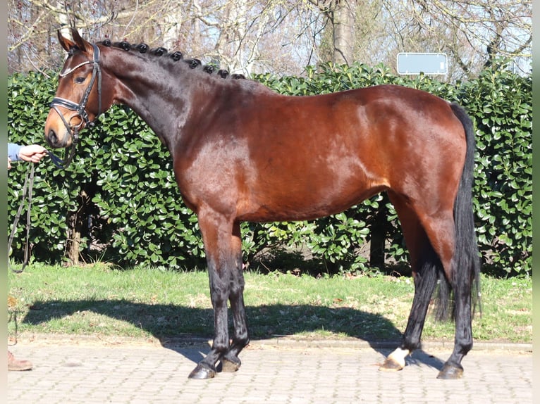 Hanovrien Jument 3 Ans 164 cm Bai in Selsingen