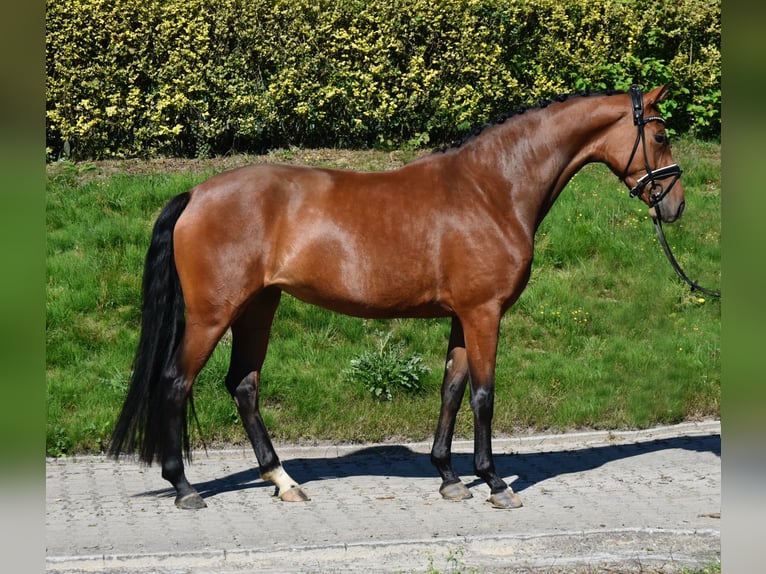Hanovrien Jument 3 Ans 164 cm Bai in F&#xFC;rstenau