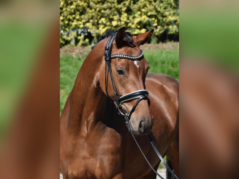 Hanovrien Jument 3 Ans 164 cm Bai in F&#xFC;rstenau