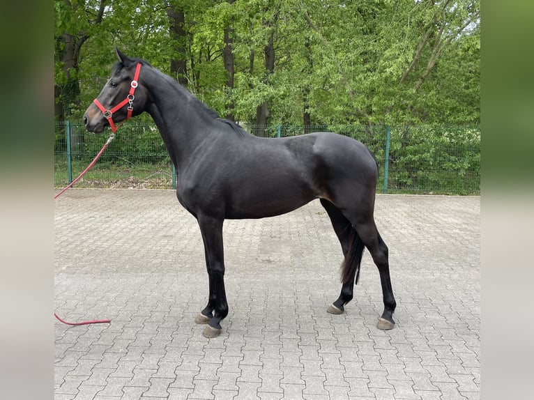 Hanovrien Jument 3 Ans 164 cm Noir in Verl