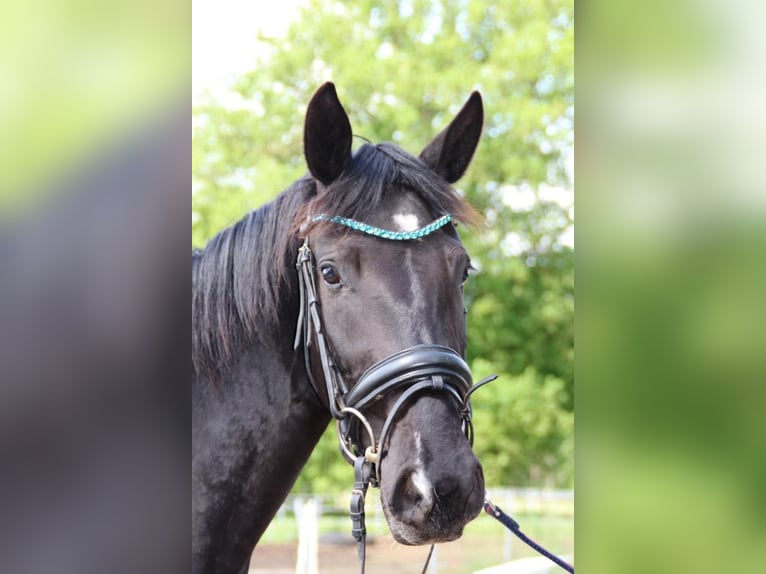 Hanovrien Jument 3 Ans 164 cm Noir in L&#xFC;btheen