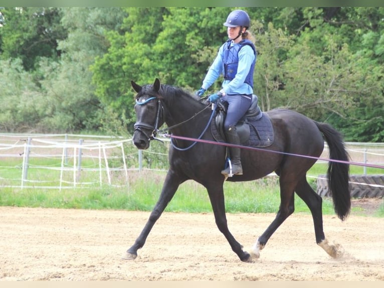 Hanovrien Jument 3 Ans 164 cm Noir in L&#xFC;btheen