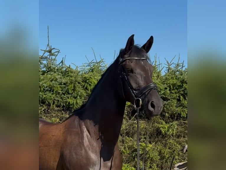 Hanovrien Jument 3 Ans 164 cm Noir in Marxen