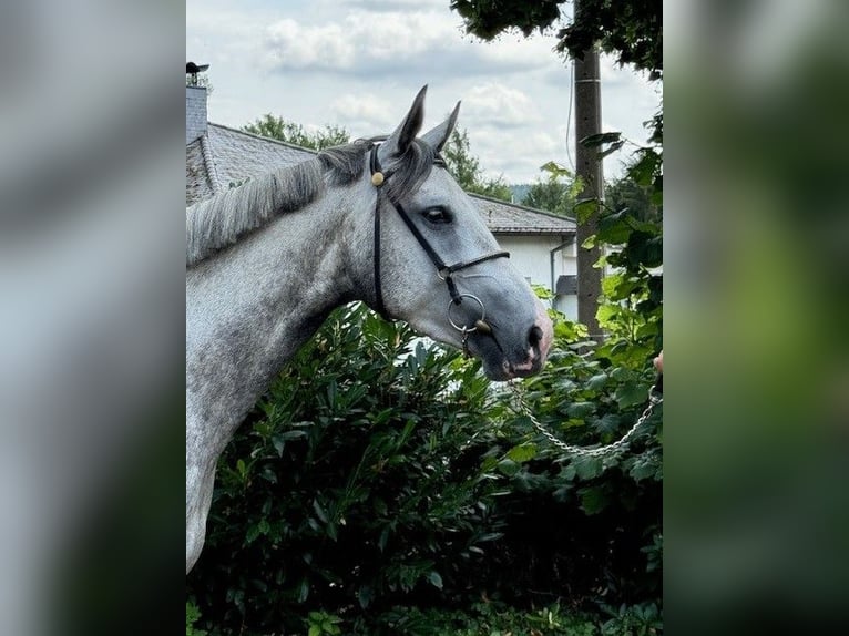 Hanovrien Jument 3 Ans 164 cm Rouan bleu in Aachen