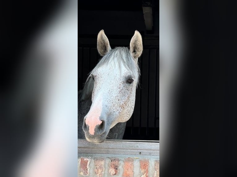 Hanovrien Jument 3 Ans 164 cm Rouan bleu in Aachen