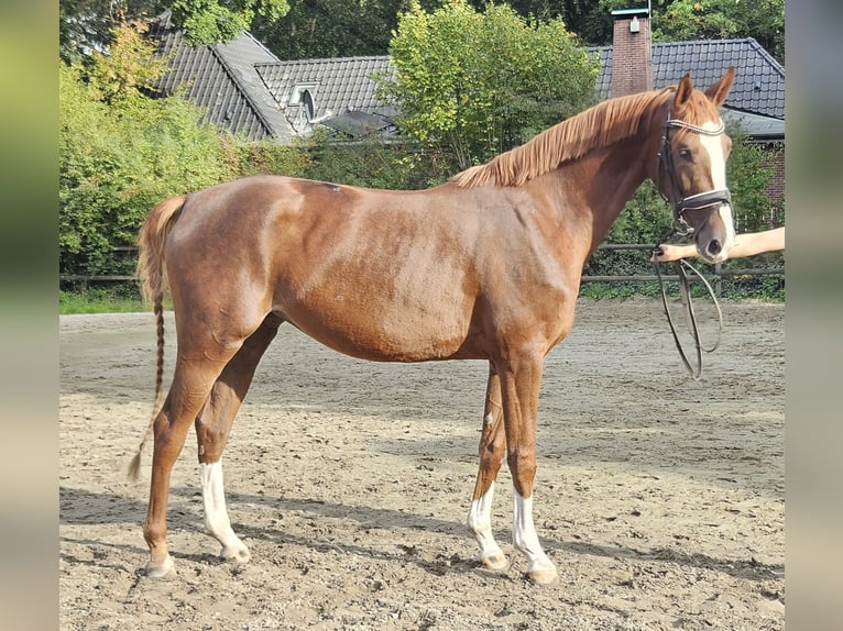 Hanovrien Jument 3 Ans 165 cm Alezan brûlé in Wachtendonk