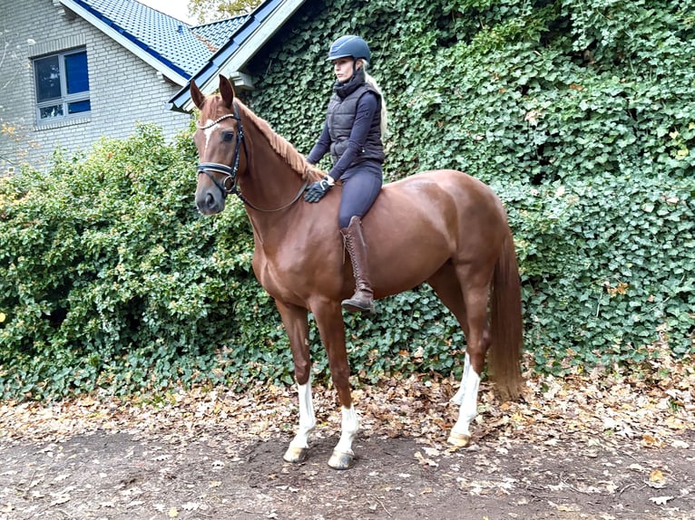 Hanovrien Jument 3 Ans 165 cm Alezan brûlé in Kirchlinteln Hanovrien Jument 3 Ans 165 cm Alezan brûlé in Kirchlinteln