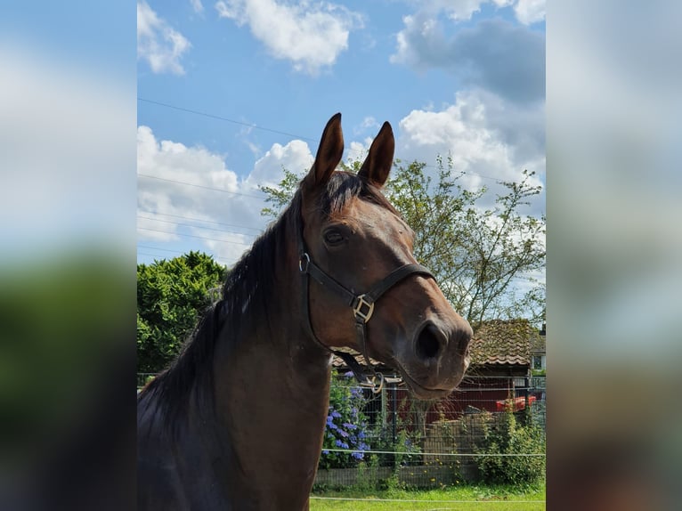 Hanovrien Jument 3 Ans 165 cm Alezan in Moormerland