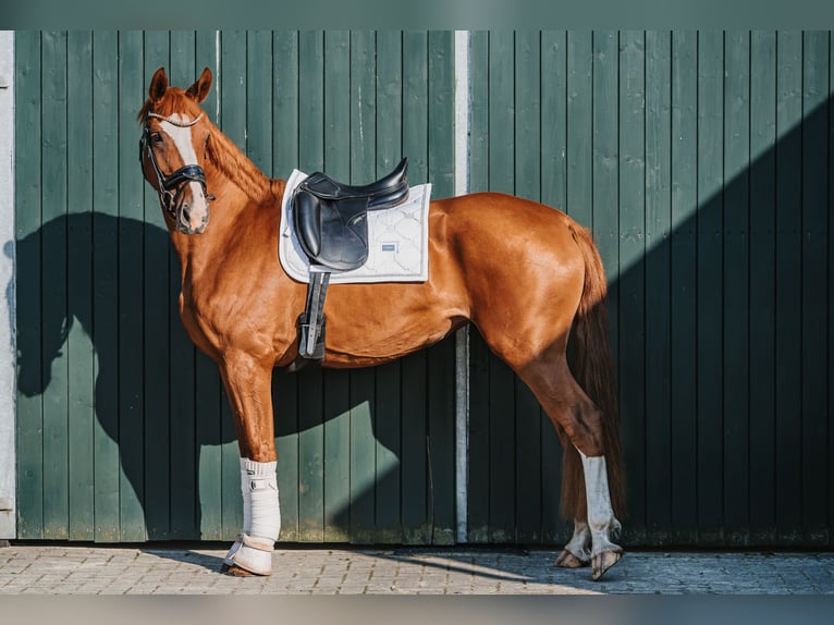 Hanovrien Jument 3 Ans 165 cm Alezan in Hesel